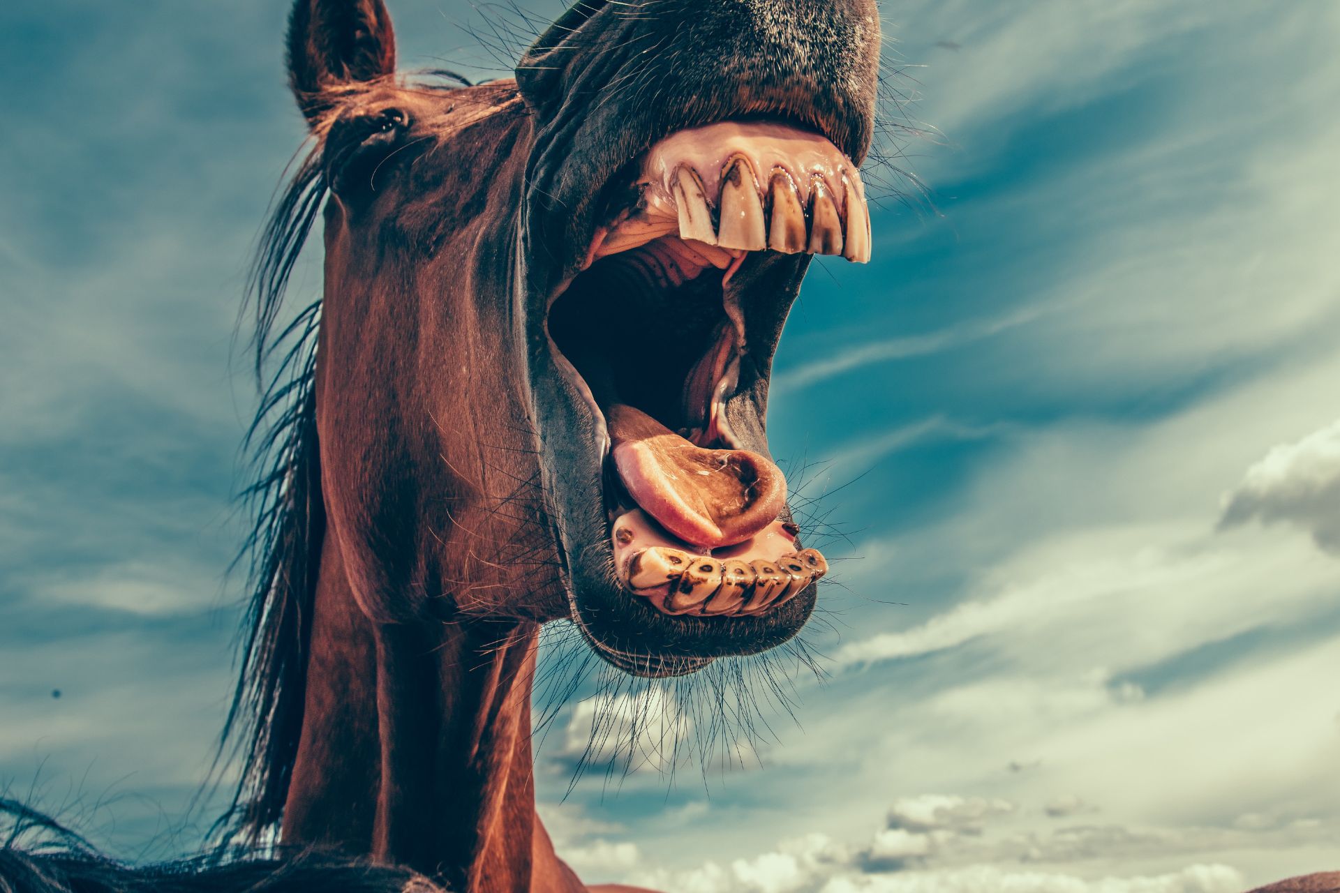 Een gegeven paard wél in de bek kijken.
